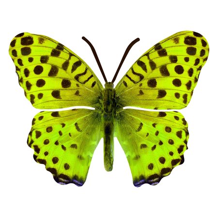 NEXT INNOVATIONS Green Small Butterfly Wall Art 101410064-GREEN